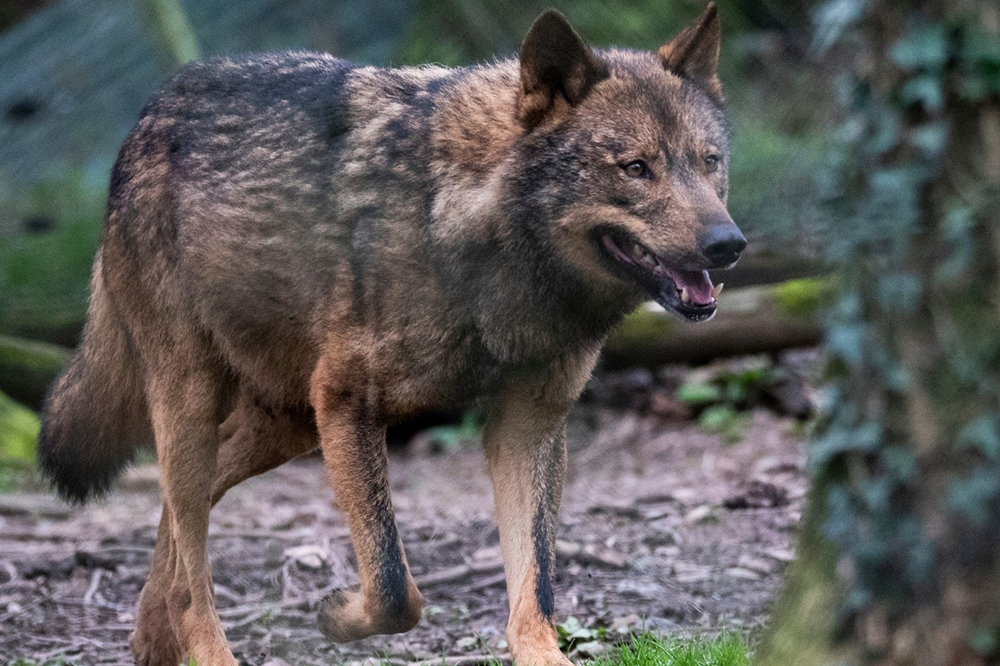 081021 lobo